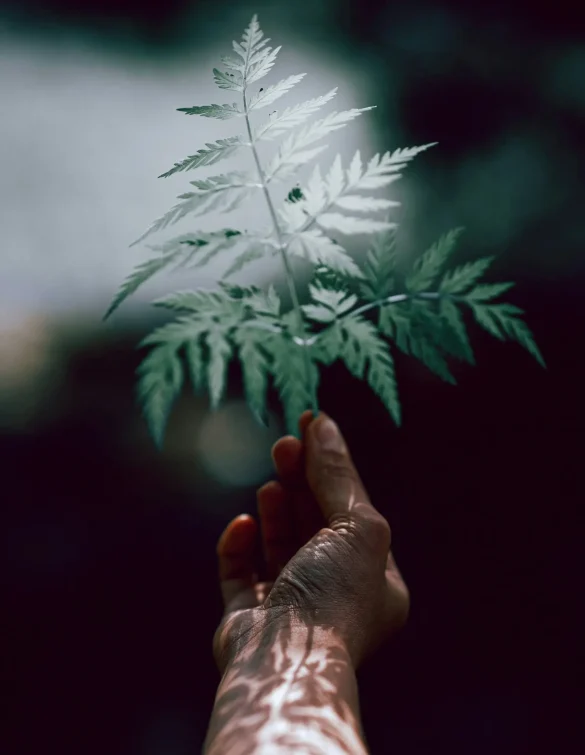 storyteier-gFSlzKB-ztw-unsplash Hand holding a plant with soft light casting the plant's shadow on the hand.